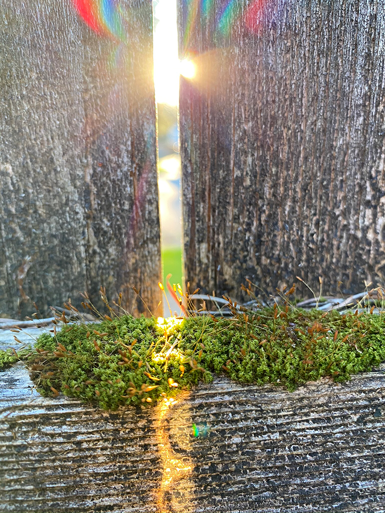 sun light peeking through a crack in a wooden fence covered in moss
